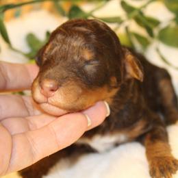 Brown Phanton Male - Phantom male Poodle puppy in Belgreen, Alabama from Scott’s Farm Poodles and Doodles