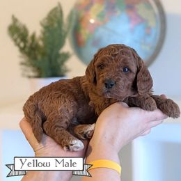 Goldendoodle Puppies from Rebecca Goldendoodles