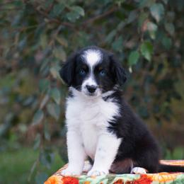 Robin - Black tri male Miniature American Shepherd puppy in Chocowinity, North Carolina from Foxtail Hollow