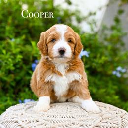 Cooper - Red male Bernedoodle puppy in Tucson, Arizona from Sun Valley Goldendoodles