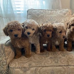 Goldendoodle Puppies from C.P. Puppy Buddies