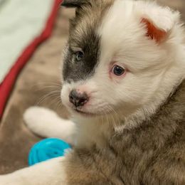 Icelandic Sheepdogs from Lukehaven Icelandic Sheepdogs