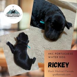 Rickey - Black and white female Portuguese Water Dog puppy in Weston, Idaho from Gro-T Kennels