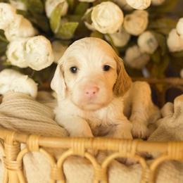 Darling - Parti female Goldendoodle puppy in Georgia from Mother of Golden Doodles