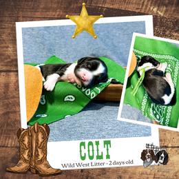 Colt - Black and white male English Springer Spaniel puppy in Albany, Minnesota from Farm Fresh Labradors & English Springers