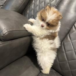 Adam - Pomeranian
