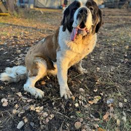 Annie - Saint Bernard