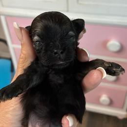 Truffle - Black gold and white female Shihpoo puppy in Millsap, Texas from Gaston’s Posh Poodles and Doodles