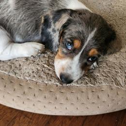 Silky wirehaired Mickey AKC - Dapple male Dachshund puppy in Torrance, California from Lucky Dachshunds