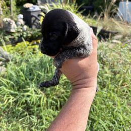 Puppy - Black and white female German Shorthaired Pointer puppy in Massachusetts from Foot Hunter Kennel
