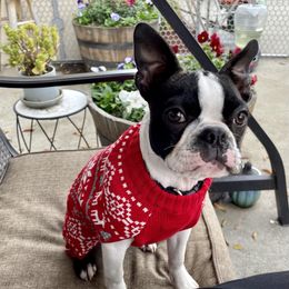 Milo - Boston Terrier