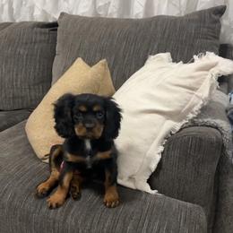 Bailey - Cavalier King Charles Spaniel