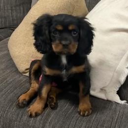 Bailey - Cavalier King Charles Spaniel