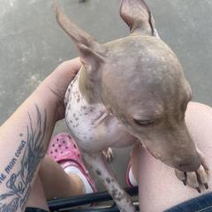 American Hairless Terrier All Grown Up from Ruckus American Hairless Terriers