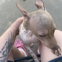 American Hairless Terrier All Grown Up from Ruckus American Hairless Terriers