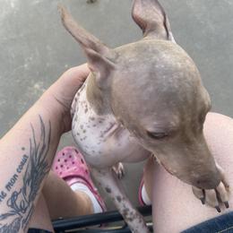 American Hairless Terrier All Grown Up from Ruckus American Hairless Terriers