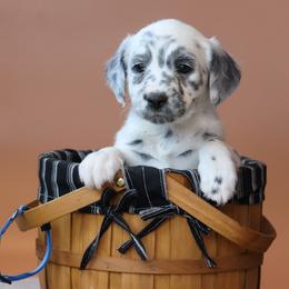 Blue - White and black male Dalmatian puppy in Cottage Grove, Oregon from Hidden Hills Dalmatians