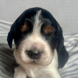 2 - Black white and tan female English Springer Spaniel puppy in Natural Bridge, Virginia from Sara's English Springer Spaniels