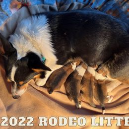 "April 2022 Litter" Pembroke Welsh Corgi Puppies from Rocking Ridge Ranch