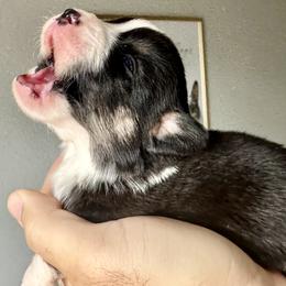 Harley - Black and white female Cardigan Welsh Corgi puppy in San Antonio, Texas from White Paws Cardigan Corgis