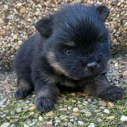 Black and tan - Black and tan male Pomeranian puppy in Gadsden, Alabama from Rich Cat’s
