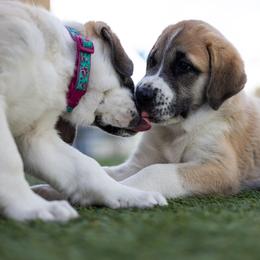 Anatolian Shepherd Dog Puppies from Fiddler’s Dream Anatolians