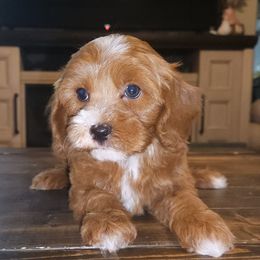 Boy - Red male Cavapoo puppy in Galena, Missouri from May's Country Cavapoos