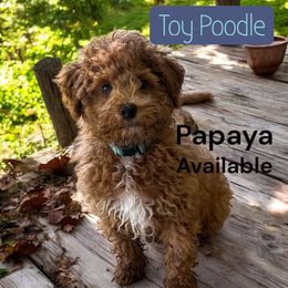 Papaya - Red  male Poodle puppy in South Jordan, Utah from Diamond Companions