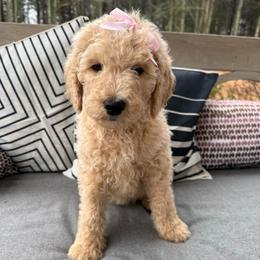 Sweet Pea - Apricot female Goldendoodle puppy in Social Circle, Georgia from Poppiedoodle Farms
