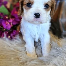 Opal - Blenheim female Cavalier King Charles Spaniel puppy in Marshfield, Missouri from Puppyloversplace