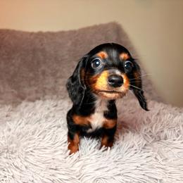Wynonna - Black and tan female Dachshund puppy in Washburn, Tennessee from Broken Arrow Miniature Dachshunds