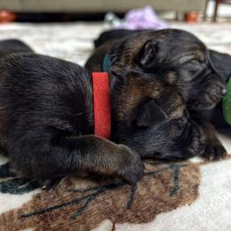 Phoenix - Sable male German Shepherd puppy in Southern Maryland, Maryland from Reddington Shepherds