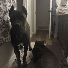 Cane Corso All Grown Up from Diamond Ridge Cane Corsos