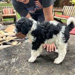 Labradoodle Puppies from Bear Creek Labradoodles