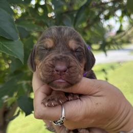 Purple collar - female Bloodhound puppy in Lynchburg, Virginia from Bloodhound Life