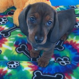 Blaze - Red male Dachshund puppy in Winton, California from Lashunds Miniature Dachshunds