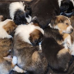 English Shepherd Puppies from ThreeDarkBays English Shepherds