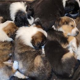 English Shepherd Puppies from ThreeDarkBays English Shepherds
