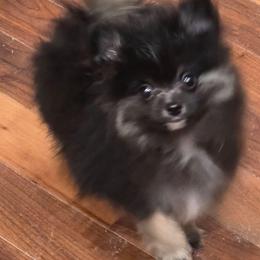 Zues - Tri-colored male Pomeranian puppy in El Centro, California from BabyBooPoms