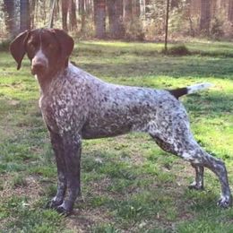 German Shorthaired Pointers from SouthMtn