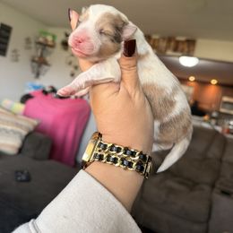Diamond-CHW sable merle - Sable merle and white female Shetland Sheepdog puppy in Frazeysburg, Ohio from Mountain High Kennels