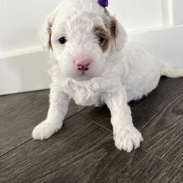 Labradoodle Puppies from Uintah Basin Doodles