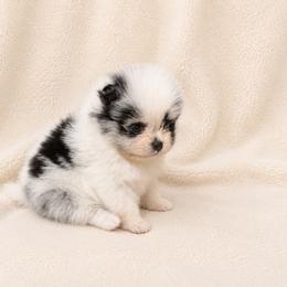 Briar - Blue merle female Pomeranian puppy in Sandia, Texas from Broken Arrow Poms