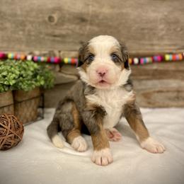 Aspen - Blue merle female Bernedoodle puppy in Idaho from Bernese By Barzees