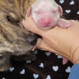 Dek - Cream male Dachshund puppy in Ashford, Alabama from Circle City Dachshunds