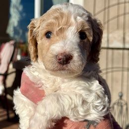 Chipmunk - black collar - Parti male Poodle puppy in Peyton, Colorado from Fuzzybottoms Ranch LLC