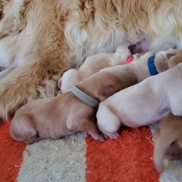 Dogue de Bordeaux and Golden Retriever Puppies from CLC Kennels