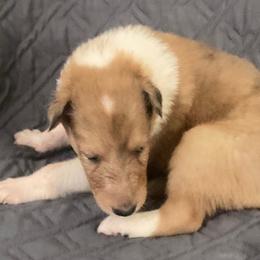 Vera - Sable merle and white female Collie puppy in Yulee, Florida from Three Collie Farm