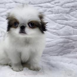Ziti - Sable and white male Japanese Chin puppy in Johnson City, Tennessee from Erin & Friends Japanese Chin