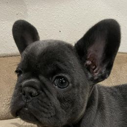 French Bulldogs from Southern Authentic Frenchies